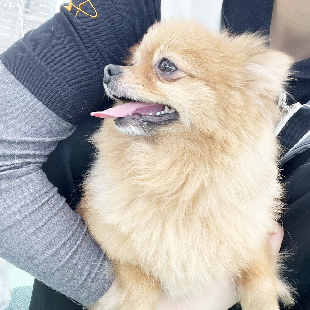生徒が撮影したモデル犬写真♪①